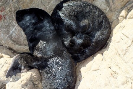Die rare rob-tweeling kort na hulle geboorte - kompleet soos twee swart hondjies  